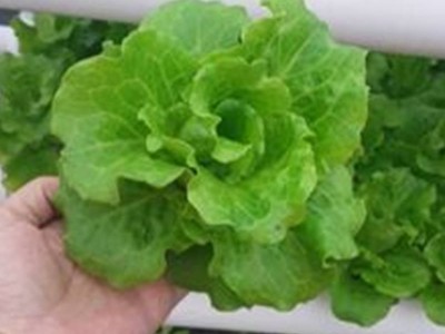 陽臺種菜論壇,陽臺菜園陽臺種菜論壇